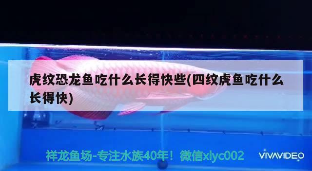 金龍魚怎么分類圖片，龍魚分為幾種 觀賞魚 第2張