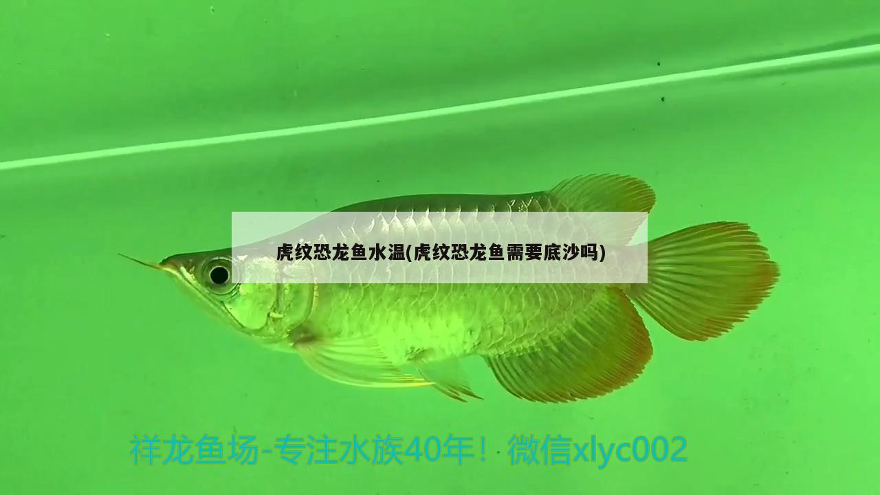 虎紋恐龍魚水溫(虎紋恐龍魚需要底沙嗎)