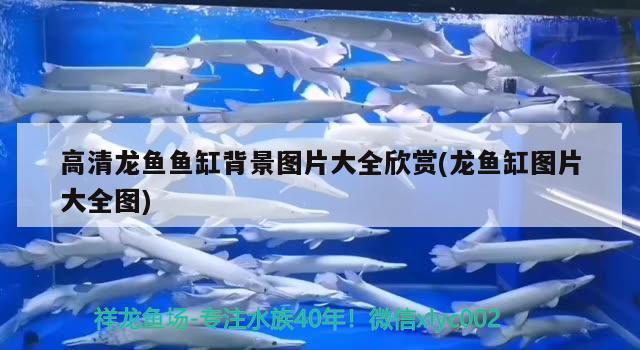 高清龍魚魚缸背景圖片大全欣賞(龍魚缸圖片大全圖) 申古三間魚