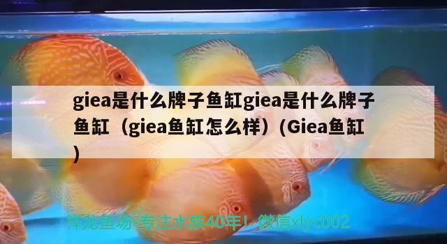 giea是什么牌子魚缸giea是什么牌子魚缸（giea魚缸怎么樣）(Giea魚缸) 大嘴鯨魚