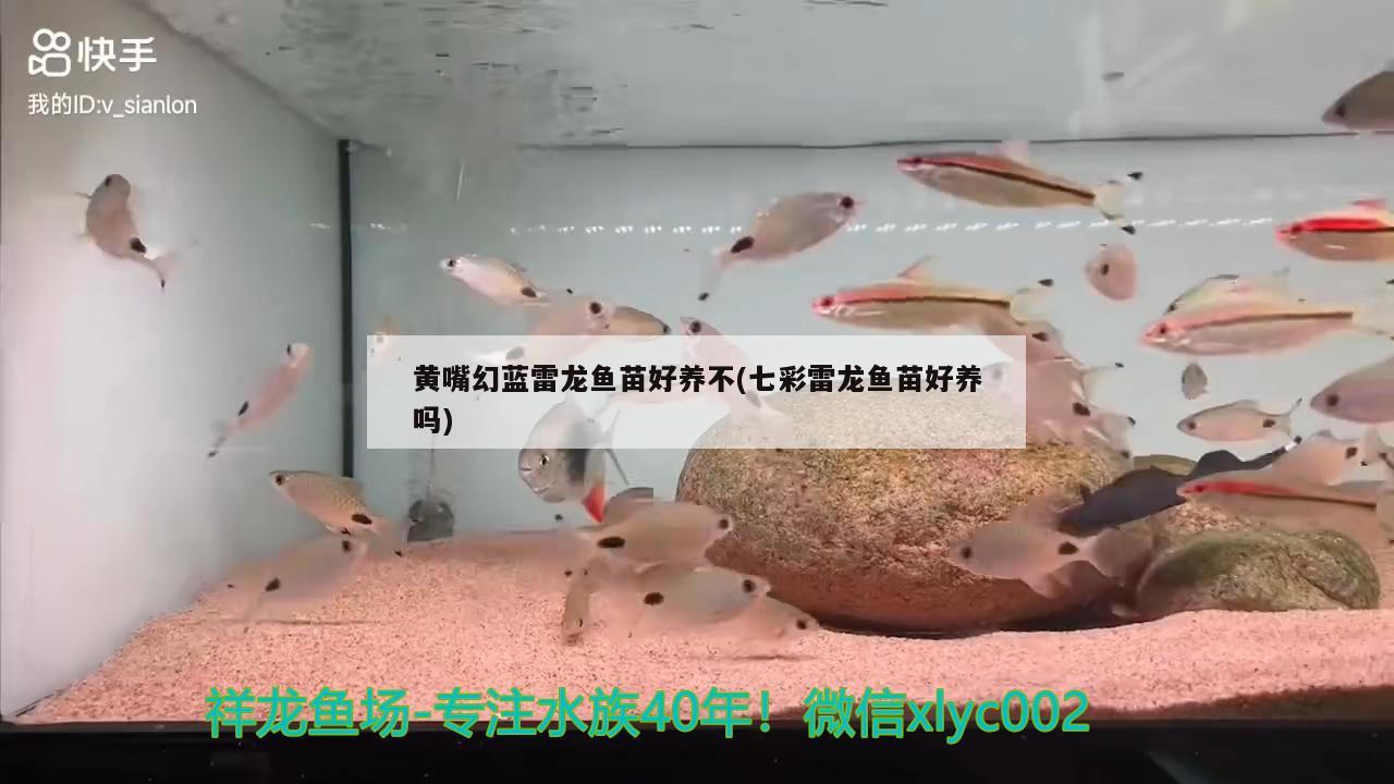 黃嘴幻藍(lán)雷龍魚苗好養(yǎng)不(七彩雷龍魚苗好養(yǎng)嗎) 短身紅龍魚