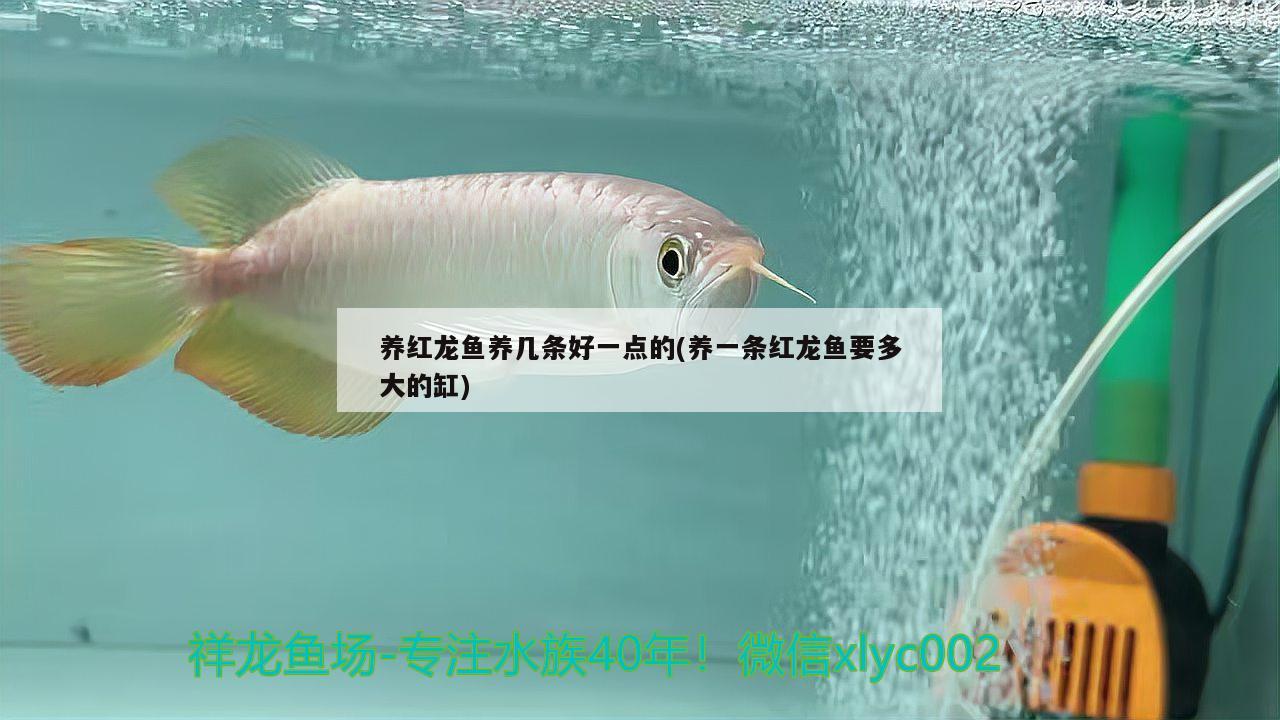 養(yǎng)紅龍魚養(yǎng)幾條好一點的(養(yǎng)一條紅龍魚要多大的缸)