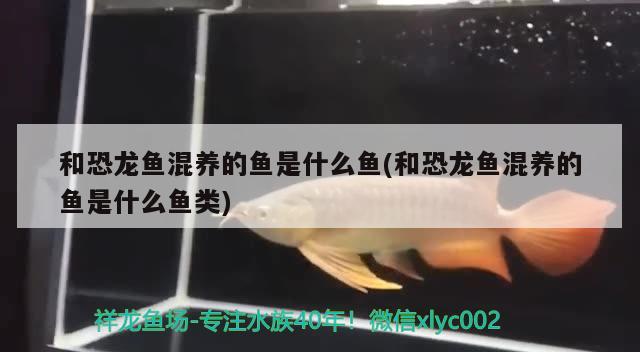 和恐龍魚混養(yǎng)的魚是什么魚(和恐龍魚混養(yǎng)的魚是什么魚類)