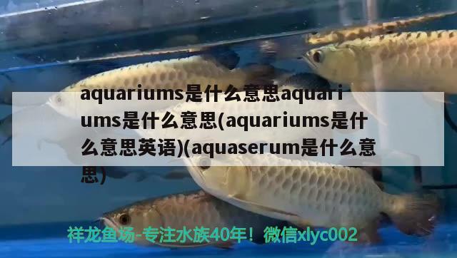 哈爾濱龍魚灣釣場電話（釣場放什么魚更吸引人） 玫瑰銀版魚 第2張