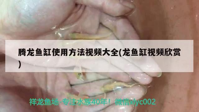 騰龍魚缸使用方法視頻大全(龍魚缸視頻欣賞)