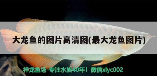 大龍魚的圖片高清圖(最大龍魚圖片) 祥龍水族濾材/器材