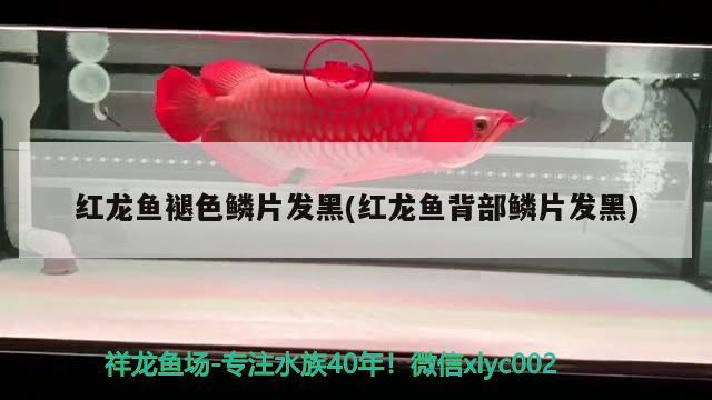 紅龍魚褪色鱗片發(fā)黑(紅龍魚背部鱗片發(fā)黑) 狗頭魚