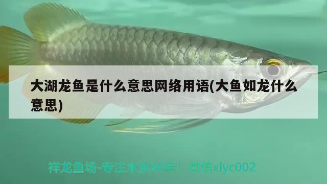 大湖龍魚是什么意思網(wǎng)絡用語(大魚如龍什么意思) 過濾設備