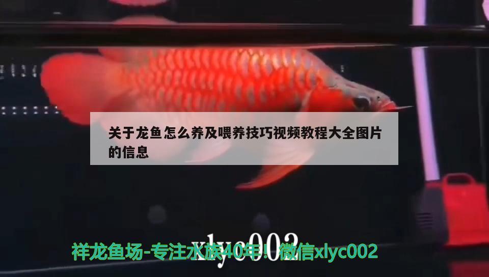 關于龍魚怎么養(yǎng)及喂養(yǎng)技巧視頻教程大全圖片的信息