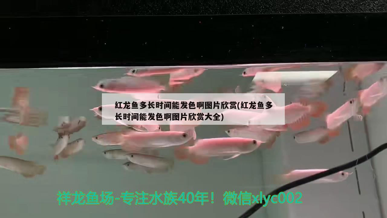 紅龍魚多長時間能發(fā)色啊圖片欣賞(紅龍魚多長時間能發(fā)色啊圖片欣賞大全) 恐龍王魚