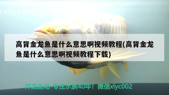 高背金龍魚是什么意思啊視頻教程(高背金龍魚是什么意思啊視頻教程下載)