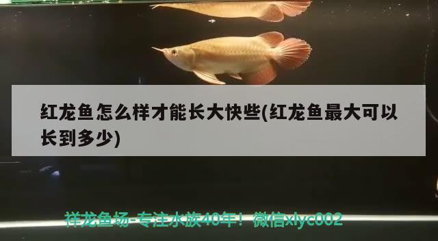 紅龍魚怎么樣才能長大快些(紅龍魚最大可以長到多少)