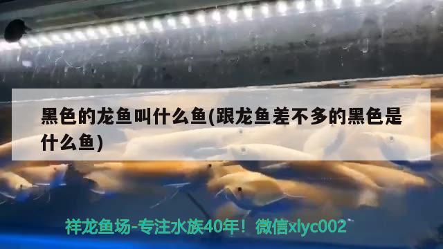 金龍魚擺件怎么放好看(金龍魚擺件放什么地方好)