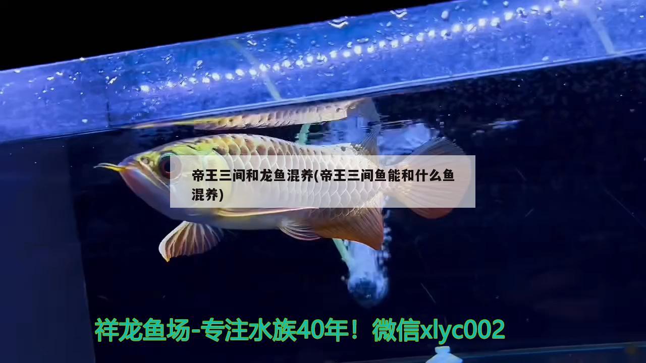 帝王三間和龍魚(yú)混養(yǎng)(帝王三間魚(yú)能和什么魚(yú)混養(yǎng))