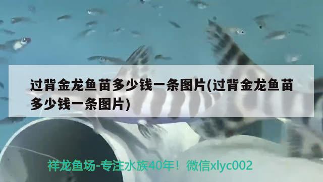 過(guò)背金龍魚(yú)苗多少錢一條圖片(過(guò)背金龍魚(yú)苗多少錢一條圖片) 金龍魚(yú)百科