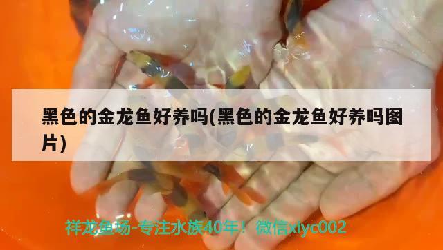 黑色的金龍魚好養(yǎng)嗎(黑色的金龍魚好養(yǎng)嗎圖片) 泰龐海蓮魚