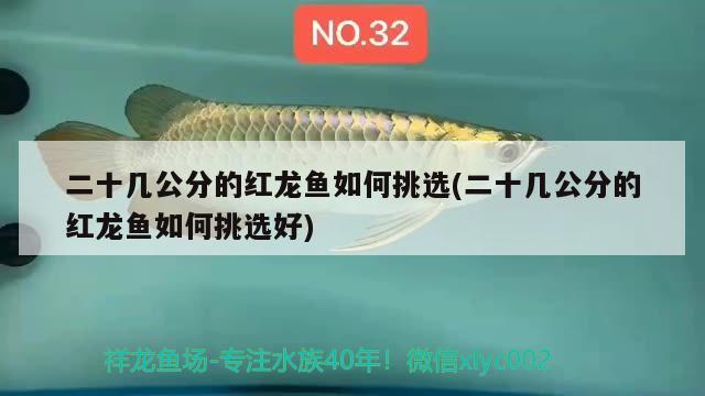 二十幾公分的紅龍魚如何挑選(二十幾公分的紅龍魚如何挑選好)