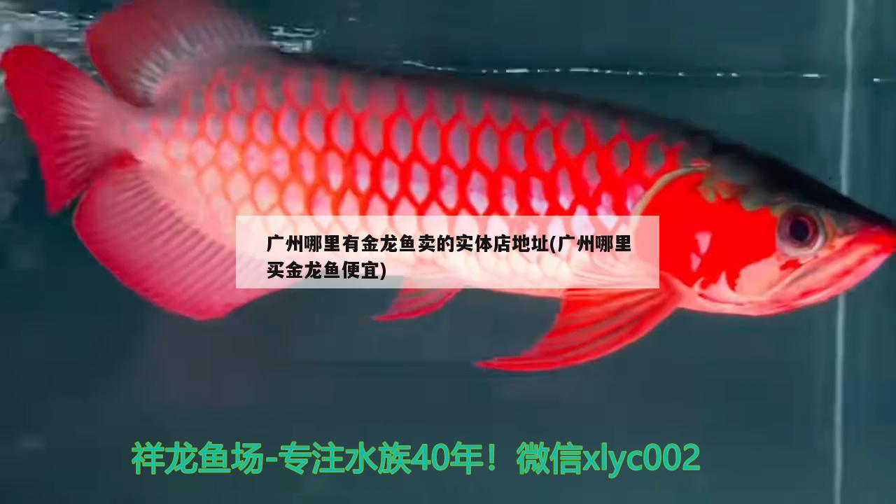 廣州哪里有金龍魚賣的實體店地址(廣州哪里買金龍魚便宜) 巴卡雷龍魚