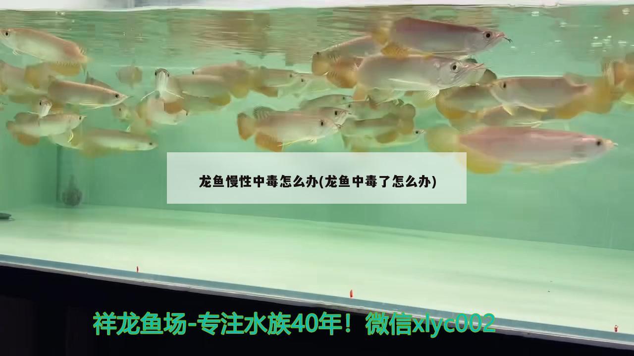 龍魚慢性中毒怎么辦(龍魚中毒了怎么辦) 鸚鵡魚