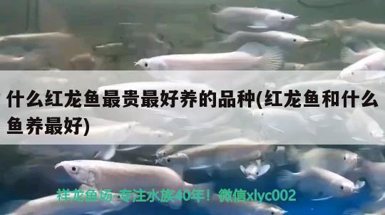 什么紅龍魚最貴最好養(yǎng)的品種(紅龍魚和什么魚養(yǎng)最好)