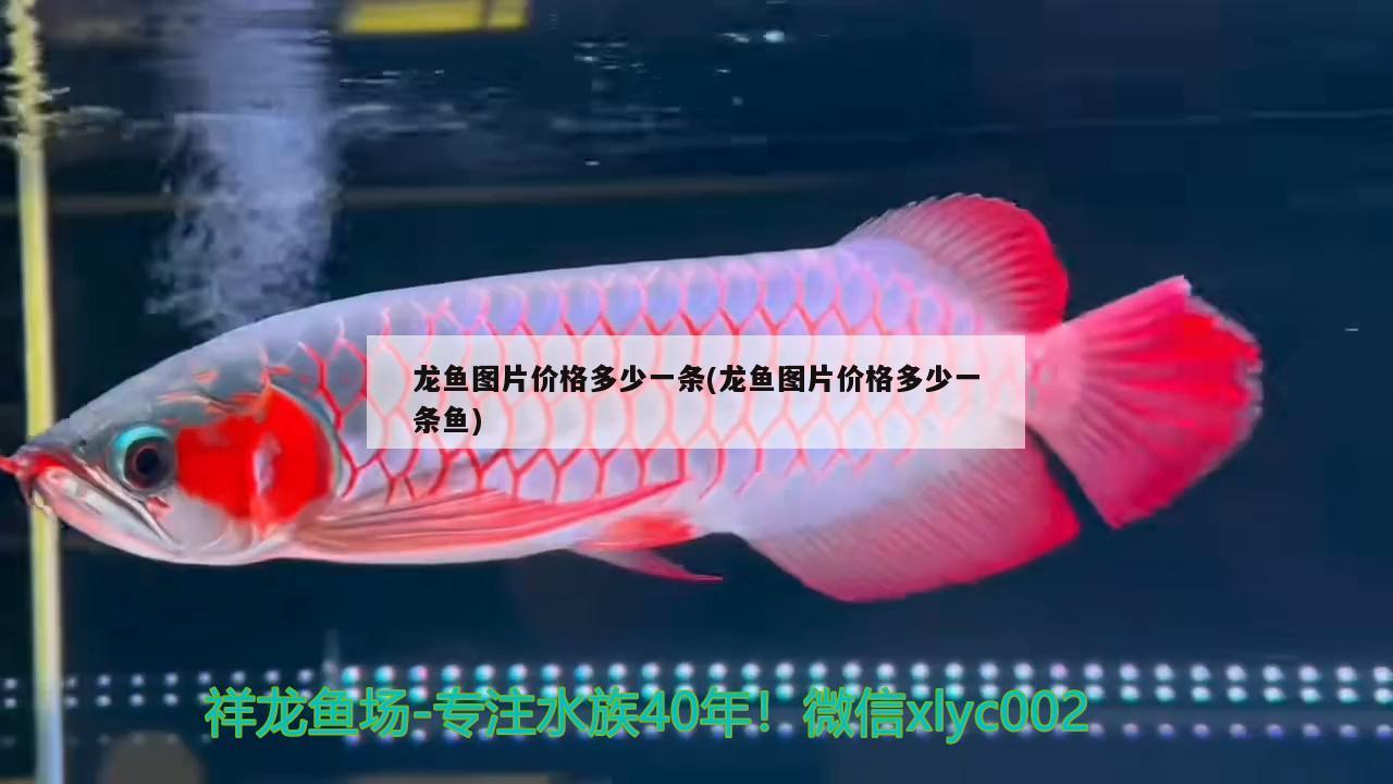 龍魚圖片價(jià)格多少一條(龍魚圖片價(jià)格多少一條魚)