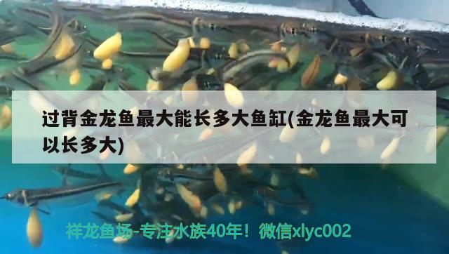 過背金龍魚最大能長多大魚缸(金龍魚最大可以長多大) 金龍魚百科