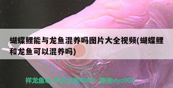 紅龍魚上色技巧和方法(紅龍魚上色燈光使用方法) 祥龍魚場