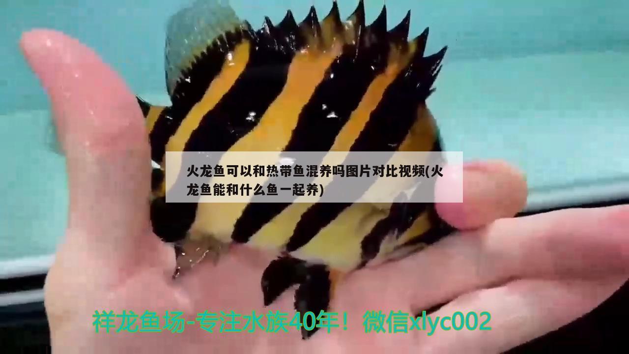 火龍魚(yú)可以和熱帶魚(yú)混養(yǎng)嗎圖片對(duì)比視頻(火龍魚(yú)能和什么魚(yú)一起養(yǎng))