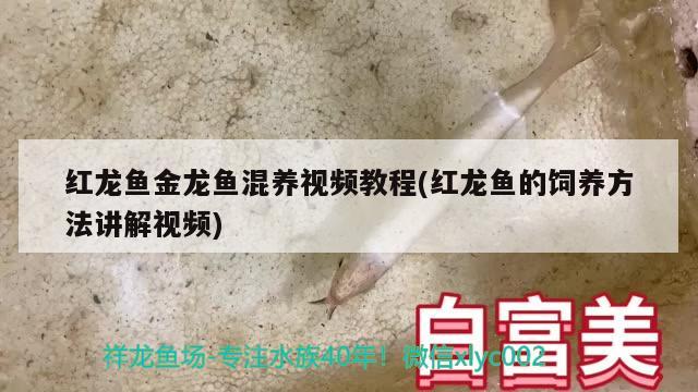 龍魚國內(nèi)繁殖不了嗎：龍魚繁衍