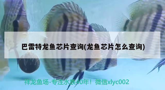 巴雷特龍魚芯片查詢(龍魚芯片怎么查詢) 魚缸清潔用具