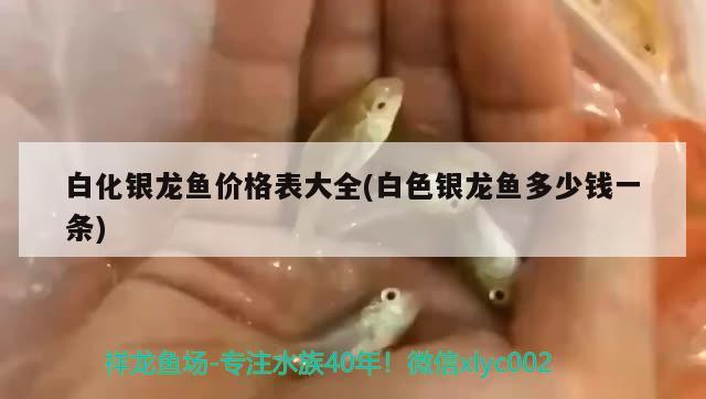 白化銀龍魚價格表大全(白色銀龍魚多少錢一條)