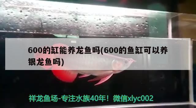 600的缸能養(yǎng)龍魚嗎(600的魚缸可以養(yǎng)銀龍魚嗎) 銀龍魚百科 第2張