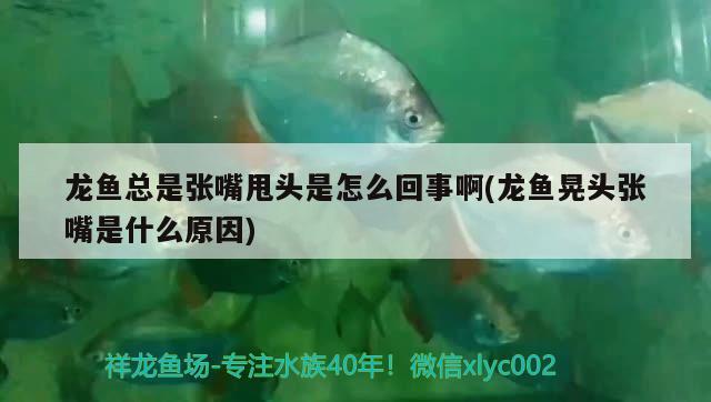 龍魚總是張嘴甩頭是怎么回事啊(龍魚晃頭張嘴是什么原因)