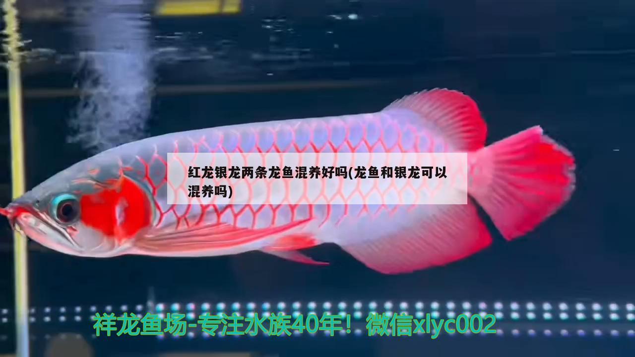 紅龍銀龍兩條龍魚混養(yǎng)好嗎(龍魚和銀龍可以混養(yǎng)嗎) 祥龍魚場