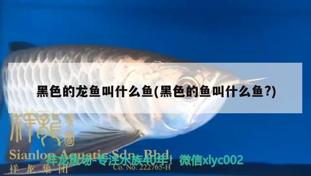 黑色的龍魚叫什么魚(黑色的魚叫什么魚?) 黑帝王魟魚