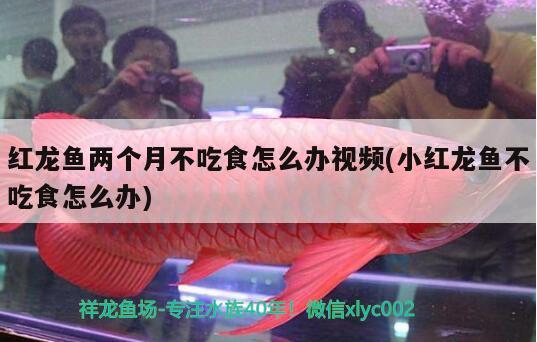 虎魚求救急急急急 虎魚百科 第1張