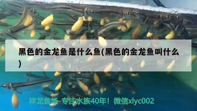 黑色的金龍魚是什么魚(黑色的金龍魚叫什么) 白子關(guān)刀魚