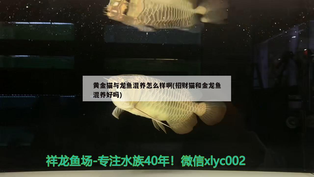 龍魚(yú)飼養(yǎng)龍魚(yú)的日常飼養(yǎng)管理方式分析龍魚(yú)的日常管理要求，龍魚(yú)的飼養(yǎng)方式