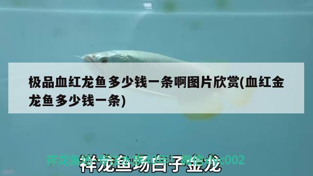 極品血紅龍魚(yú)多少錢(qián)一條啊圖片欣賞(血紅金龍魚(yú)多少錢(qián)一條)