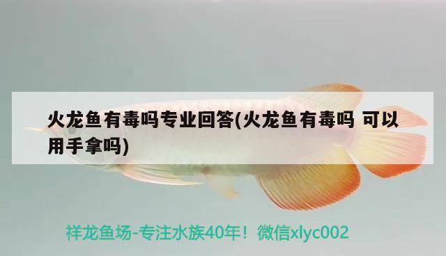 火龍魚有毒嗎專業(yè)回答(火龍魚有毒嗎可以用手拿嗎)