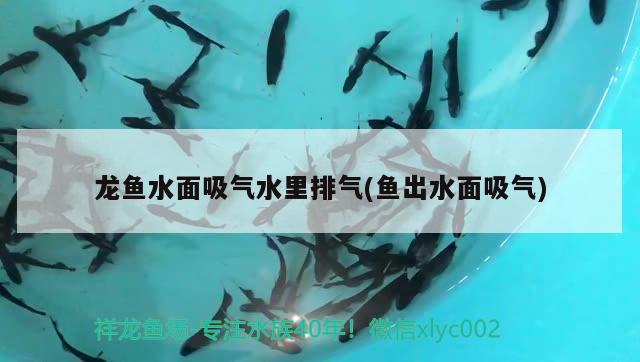 龍魚水面吸氣水里排氣(魚出水面吸氣) 黃金招財(cái)貓魚