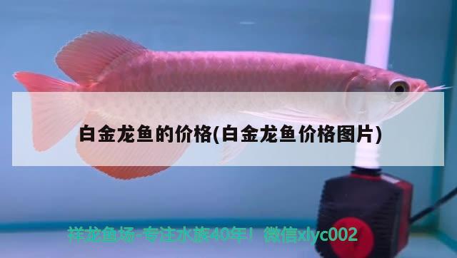 白金龍魚的價格(白金龍魚價格圖片) 廣州水族批發(fā)市場