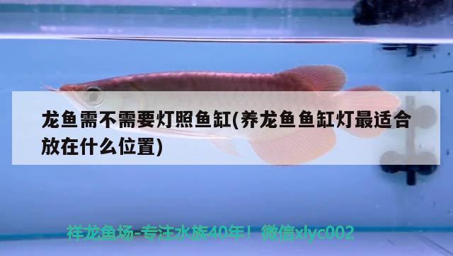 龍魚(yú)需不需要燈照魚(yú)缸(養(yǎng)龍魚(yú)魚(yú)缸燈最適合放在什么位置) 廣州祥龍國(guó)際水族貿(mào)易