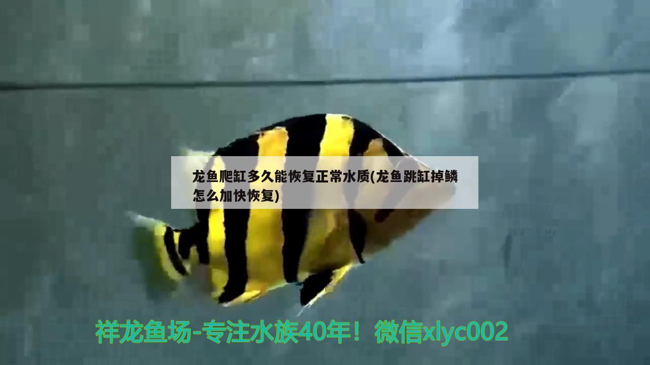 龍魚爬缸多久能恢復(fù)正常水質(zhì)(龍魚跳缸掉鱗怎么加快恢復(fù))