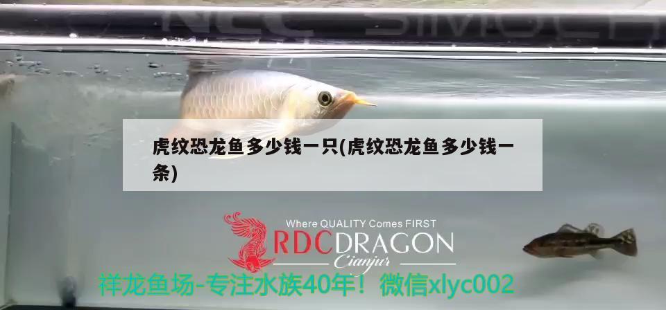 虎紋恐龍魚多少錢一只(虎紋恐龍魚多少錢一條)