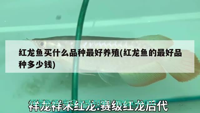 紅龍魚(yú)買(mǎi)什么品種最好養(yǎng)殖(紅龍魚(yú)的最好品種多少錢(qián)) 羅漢魚(yú)批發(fā)