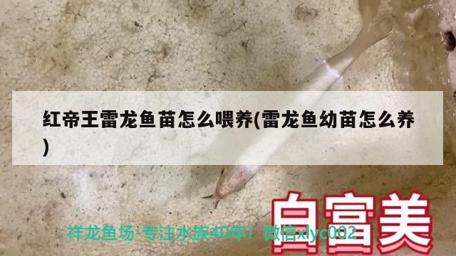 紅帝王雷龍魚苗怎么喂養(yǎng)(雷龍魚幼苗怎么養(yǎng))