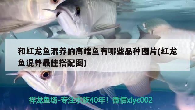 德陽(yáng)魚缸清洗公司地址在哪里電話 德陽(yáng)觀賞魚批發(fā)市場(chǎng) 藍(lán)底過(guò)背金龍魚