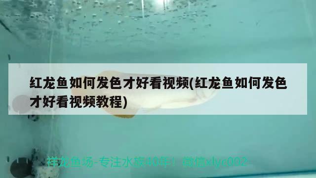 怒江傈僳族自治州水族批發(fā)市場