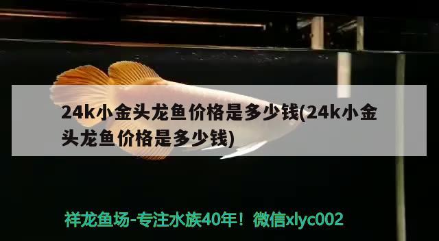 24k小金頭龍魚價(jià)格是多少錢(24k小金頭龍魚價(jià)格是多少錢)